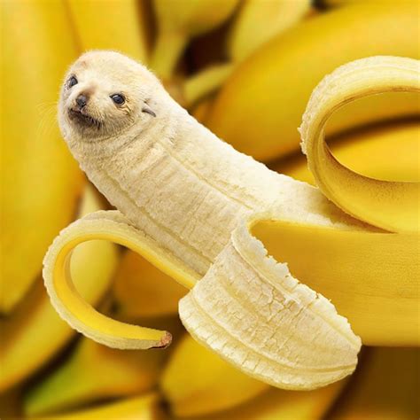 animals photoshopped into food